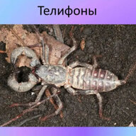MandarinkaPvE14